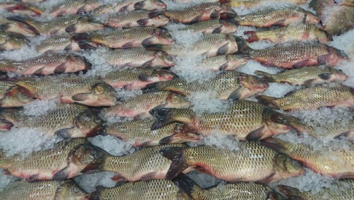 Como escolher peixe